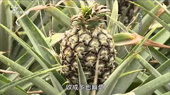 台灣食堂 13 鳳梨酥的故事 第一伴手禮